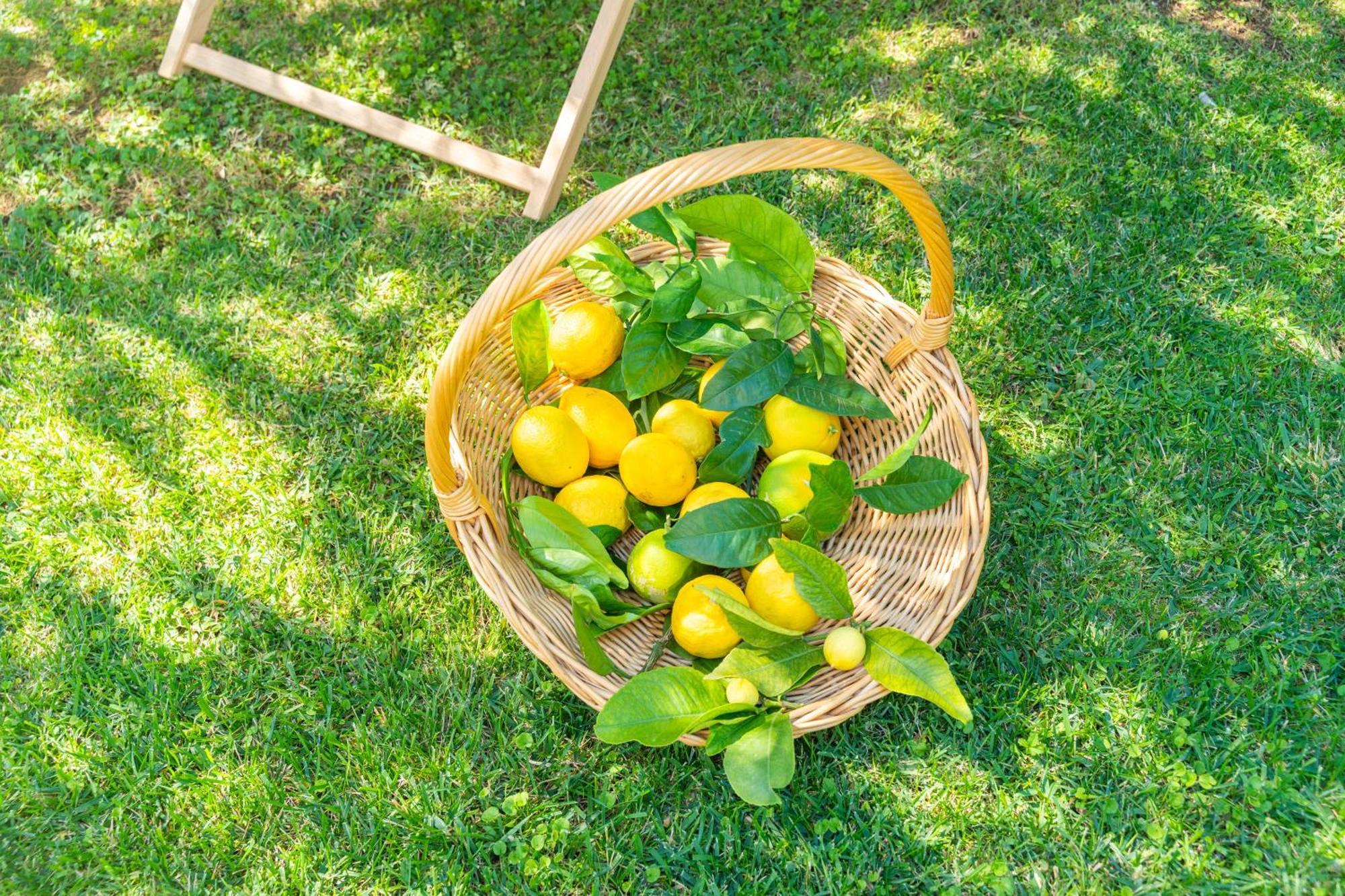 Villa Lemon Garden - Apartment In Dubrovnik Mlini Eksteriør billede